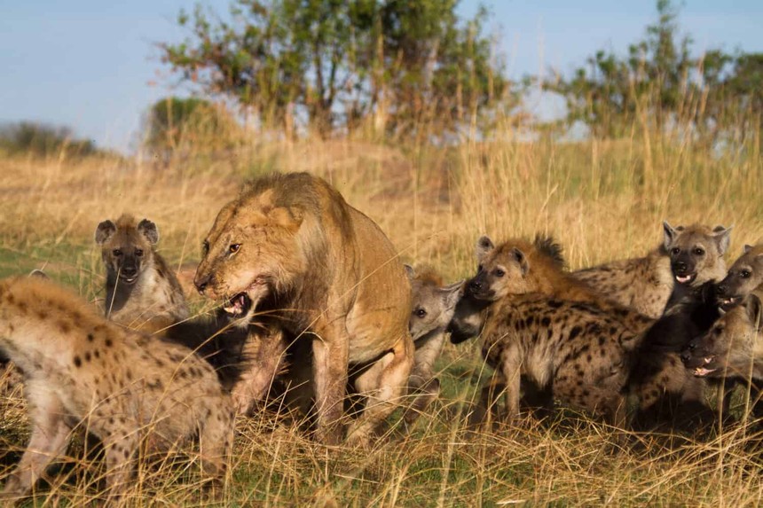 Trận hỗn chiến giữa hai đối thủ không đội trời chung: Sư tử và linh cẩu