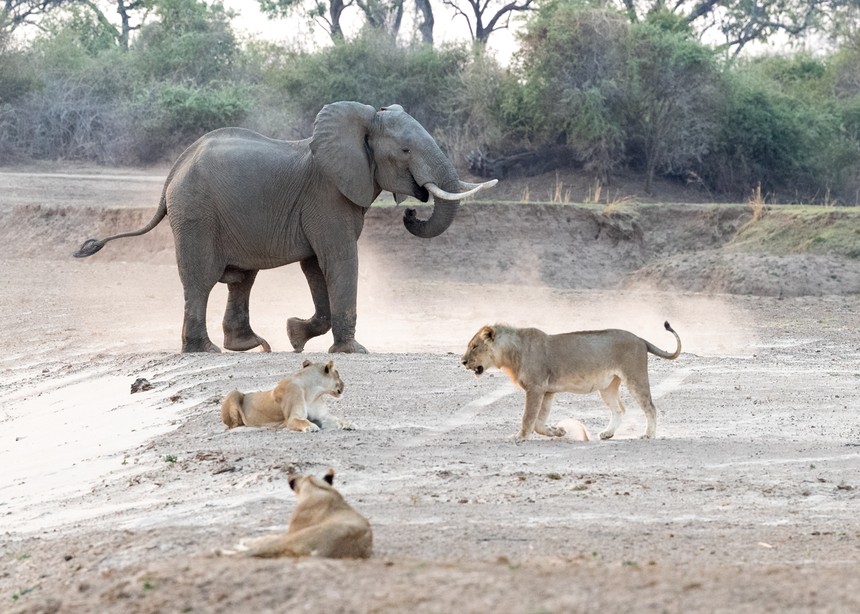Bị chọc tức, voi rừng đuổi đàn sư tử chạy "mất cả dép"