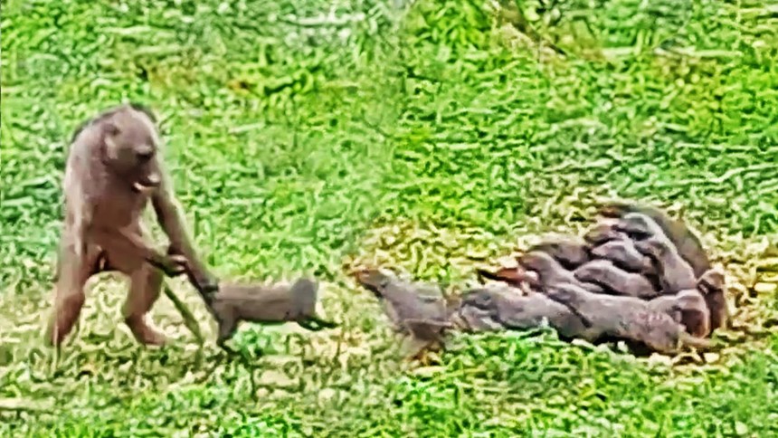 Màn chống trả quyết liệt của cầy mangut trước sự tấn công "như vũ bão" của khỉ đầu chó