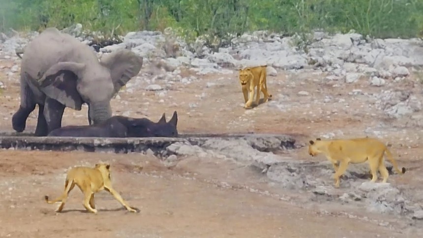 Đàn voi rừng nghĩa hiệp quyết tâm giải cứu chú tê giác bị mắc kẹt khỏi "nanh vuốt" bầy sư tử đói