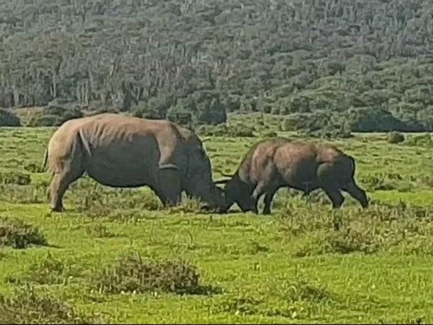 Trận chiến "long trời lở đất" giữa tê giác và trâu rừng châu Phi