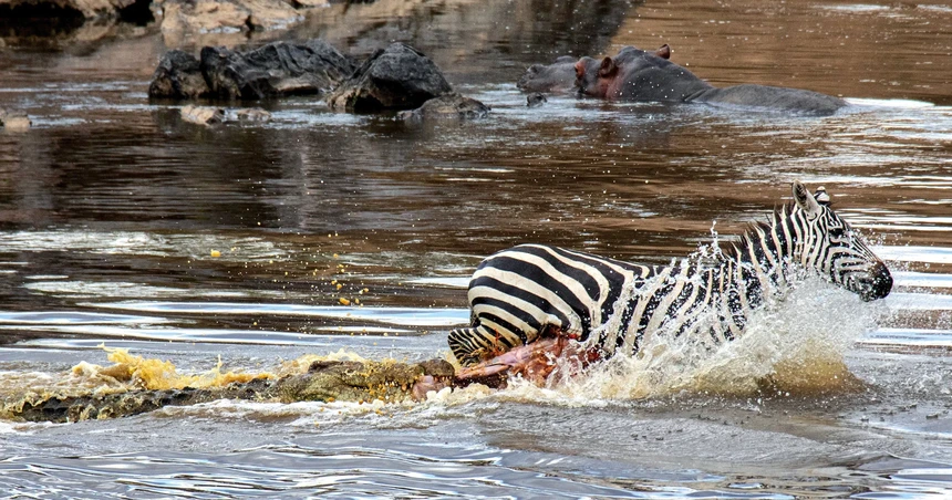 Ngày đen đủi nhất của cá sấu sông Nile