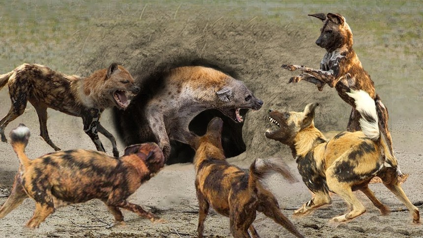 Linh cẩu kêu la thảm thiết khi lọt vào trận địa phục kích của đàn chó hoang