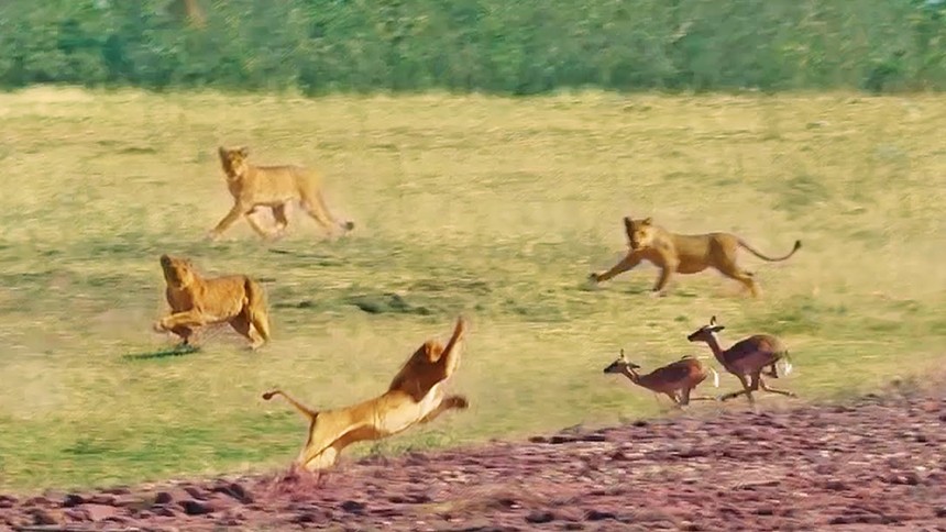 Nỗ lực nhảy qua đầu 7 con sư tử của linh dương impala