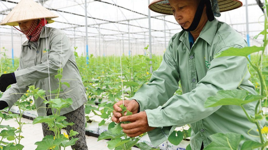 Đồng vốn LienVietPostBank góp phần thay đổi ngành nông nghiệp Việt Nam từ sản xuất truyền thống sang nông nghiệp công nghệ cao