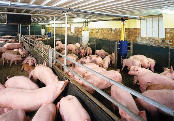 Thịt lợn rớt giá, Vilico vẫn lãi ròng gần 53 tỷ đồng trong quý I