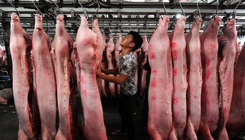 Ngày càng nhiều hộ gia đình Trung Quốc bỏ nuôi lợn. Ảnh: NYT
