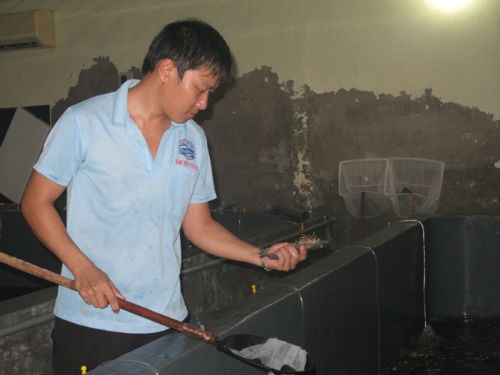 Công nhân một cơ sở sản xuất tôm giống đang kiểm tra chất lượng tôm 3 ngày tuổi.