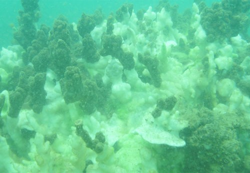  San hô ở khu vực hòn Sơn Chà (Thừa Thiên Huế) chết trắng do chất độc từ công ty Formosa thải ra môi trường biển. Ảnh: VAST.