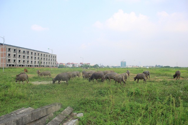 Kiếm trăm triệu nhờ nuôi trâu, thả bò… trong khu biệt thự bỏ hoang Kim Chung - Di Trạch