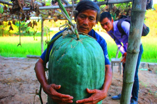  Nông dân Nguyễn Đình Giáo (57 tuổi, thôn Chánh Trạch 1, xã Mỹ Thọ) ôm trái bí đao nặng gần 50 kg.