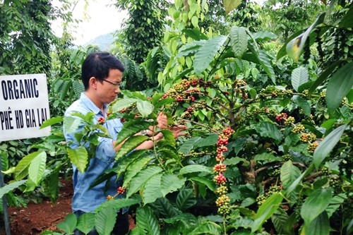 Vườn cà phê xen canh tiêu theo phương pháp hữu cơ cho thu nhập khoảng 1 tỷ đồng mỗi năm. Ảnh:NVCC