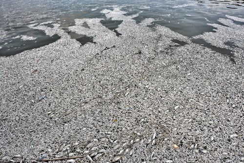 Trên 200 tấn cá chết tại hồ Tây đã được cơ quan chức năng mang đi tiêu hủy. Ảnh: Giang Huy.