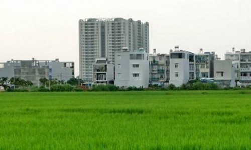 Thủ tướng đồng ý cho Hà Nội chuyển đổi 61,8 ha đất trồng lúa sang đất phi nông nghiệp