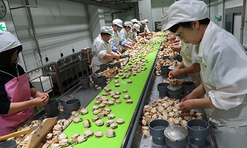 Hầu hết các nữ công nhân trong nhà máy chế biến sò tại làng Sarufutsu đã già. Ảnh:Bloomberg