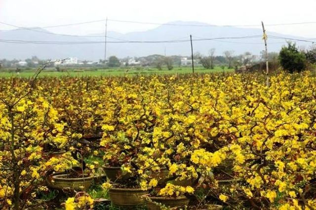 Nhiều nông dân nghèo trồng mai ở thị xã An Nhơn (Bình Định) mất tết vì mai nở rộ trước Tết.