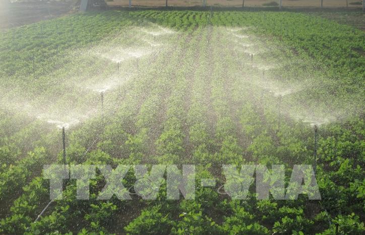 Mô hình tưới nước tiết kiệm cho cây đậu phộng ứng phó hiệu quả với khô hạn ở Ninh Thuận. Ảnh: Nguyễn Thành\TTXVN