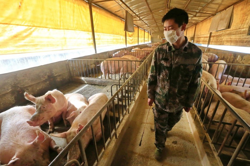 Dịch tả lợn châu Phí đã giết chết 60% đàn lợn của Trung Quốc