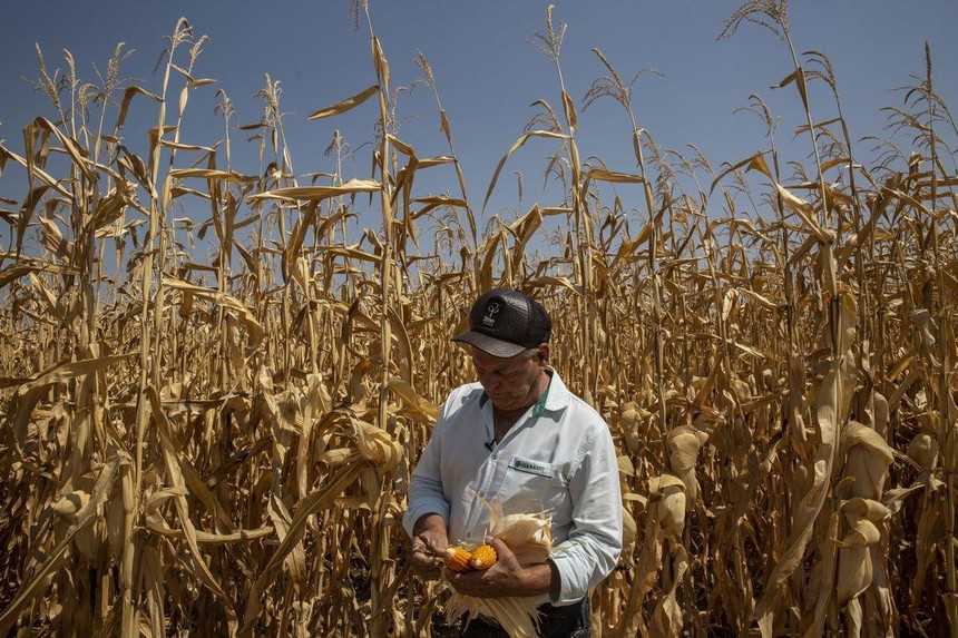 Thị trường ngũ cốc toàn cầu trị giá 120 tỷ USD đang được vẽ lại sau xung đột Nga - Ukraine
