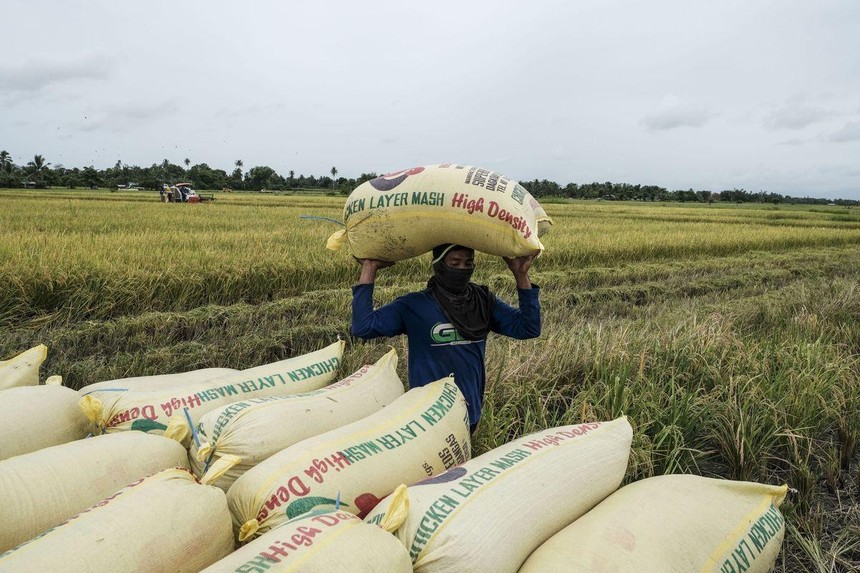 Chi phí phân bón tăng ảnh hưởng lớn tới nông dân trồng lúa và gây ra tình trạng thiếu hụt nguồn cung