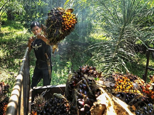 Indonesia cho biết sẽ cấm xuất khẩu dầu cọ trong tuần này 