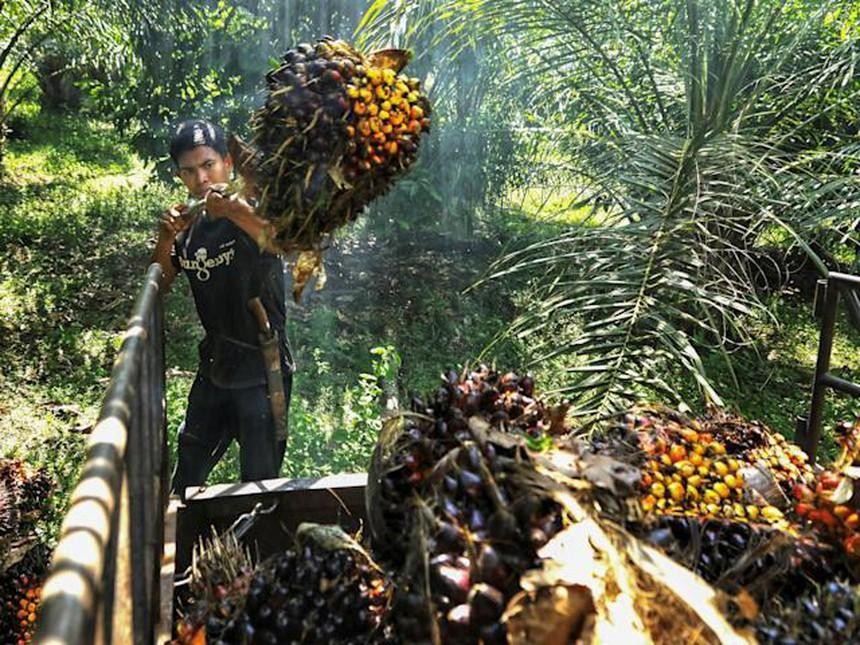 Malaysia đặt mục tiêu giành lại thị phần dầu cọ ở EU trong bối cảnh thiếu hụt toàn cầu