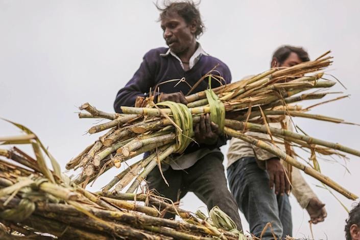 Sau khi cấm xuất khẩu lúa mì, Ấn Độ đang có kế hoạch hạn chế xuất khẩu đường