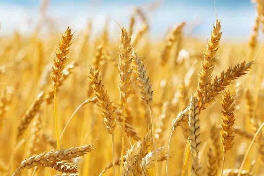 Thỏa thuận xuất khẩu của Nga-Ukraine kéo giá lương thực sụt giảm mạnh
