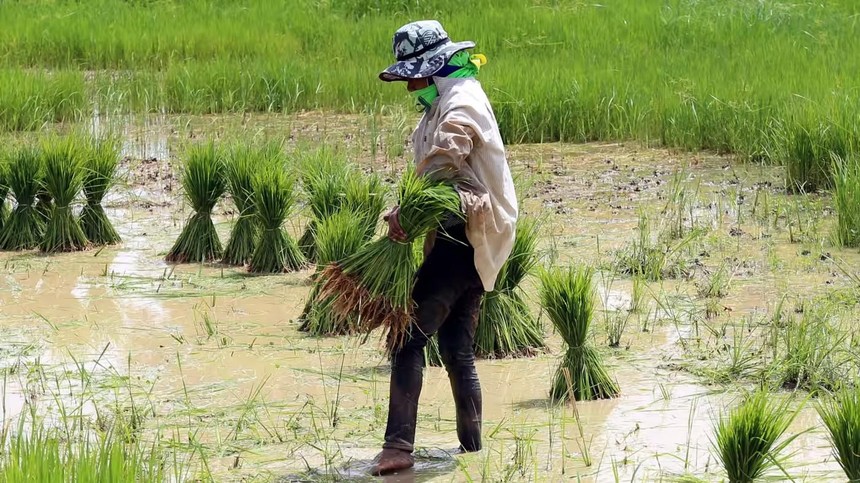 Nikkei: Việt Nam và Thái Lan sẽ hội đàm về việc tăng giá xuất khẩu gạo