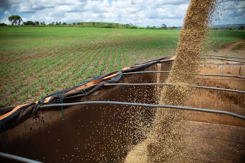 Ấn Độ xem xét dỡ bỏ hạn chế xuất khẩu gạo khi nguồn cung được cải thiện