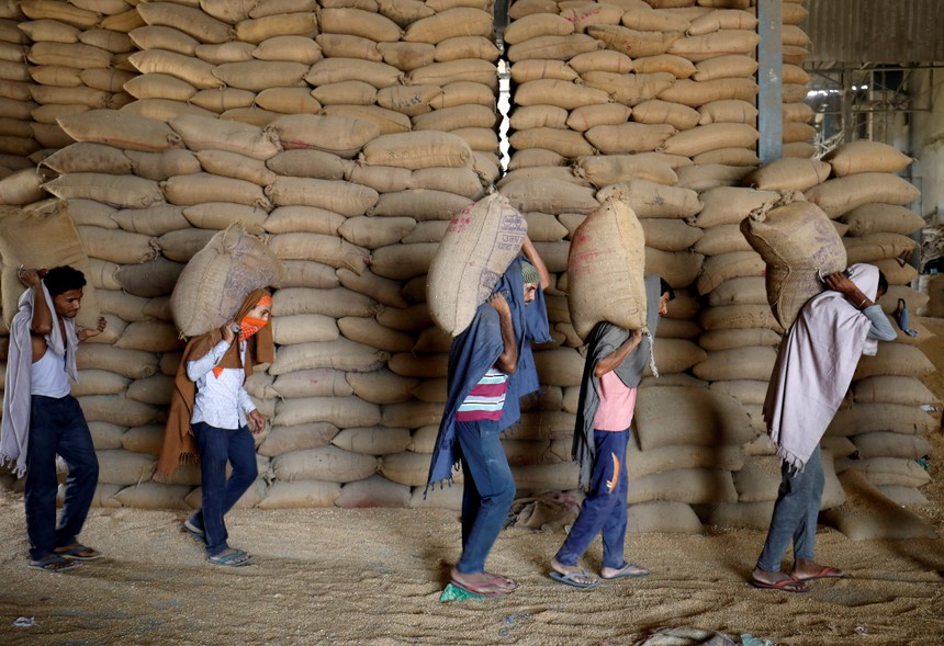 Ấn Độ có thể gia hạn lệnh cấm xuất khẩu lúa mì để bảo toàn nguồn cung trong nước