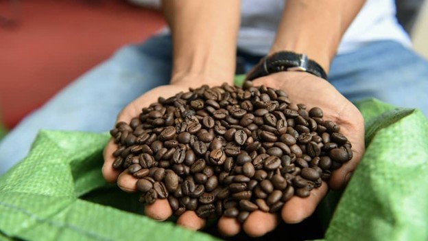 Hiện tượng El Nino đến gần có thể khiến giá cà phê tiếp tục tăng cao