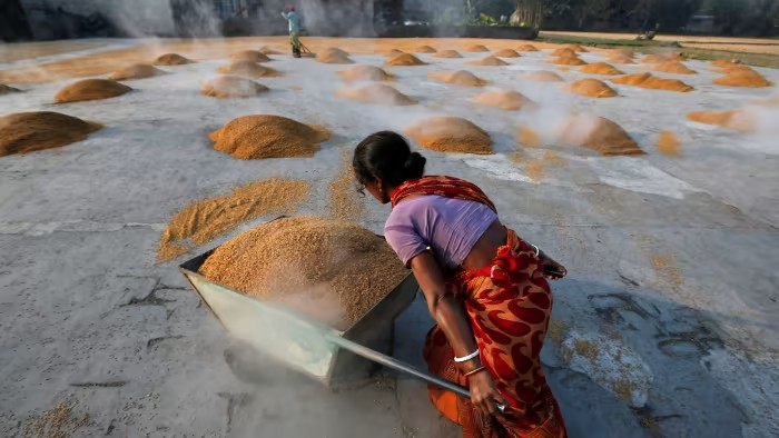 Lệnh cấm xuất khẩu gạo của Ấn Độ làm dấy lên lo ngại về lạm phát lương thực toàn cầu