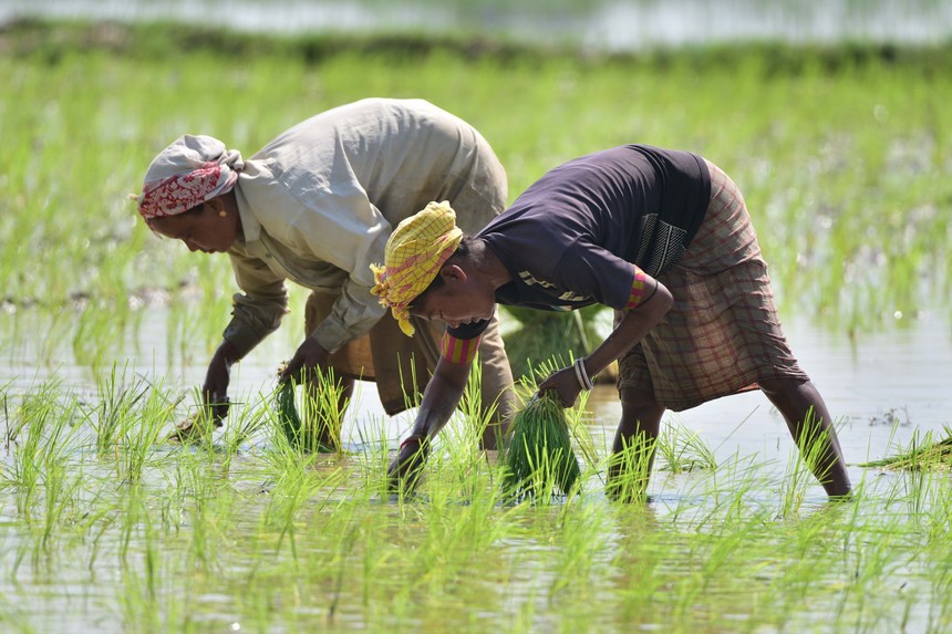 Quốc gia nào sẽ bị ảnh hưởng lớn nhất bởi lệnh cấm xuất khẩu gạo của Ấn Độ