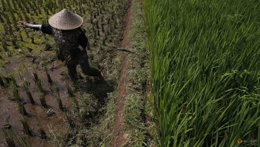 Indonesia chuẩn bị 500.000 ha trồng lúa để đảm bảo dự trữ gạo