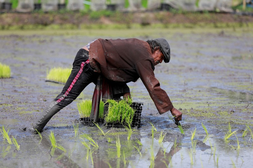 Thái Lan khẳng định không dừng xuất khẩu gạo để hưởng lợi từ lệnh cấm xuất khẩu của Ấn Độ