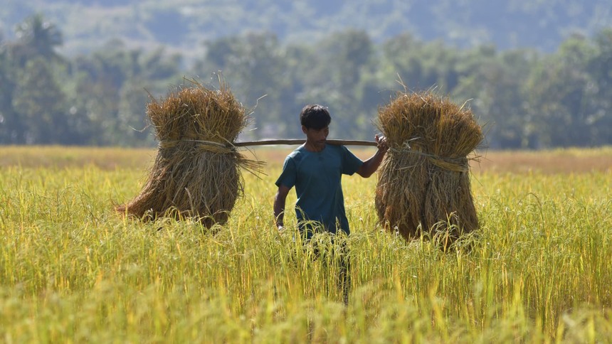 Giá gạo toàn cầu tăng lên gần mức cao nhất trong 12 năm 