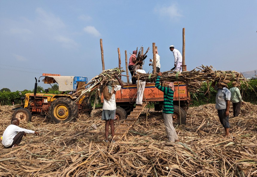 Reuters: Ấn Độ có thể cấm xuất khẩu đường lần đầu tiên sau 7 năm