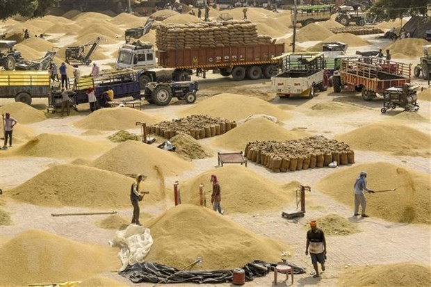 Ấn Độ mở rộng hạn chế xuất khẩu gạo với mức thuế 20% đối với loại gạo đồ
