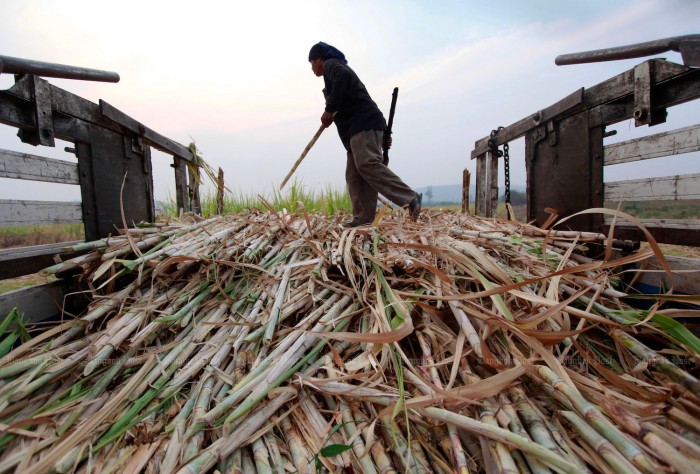 Hạn hán khiến sản lượng đường của Thái Lan giảm gần 20%