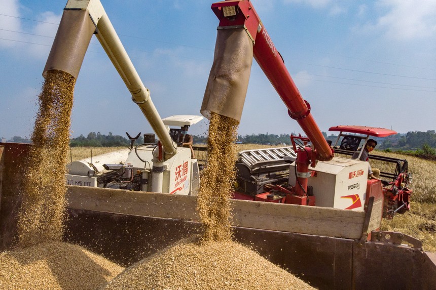 Trung Quốc đẩy mạnh nhập khẩu lúa mì sau khi mưa lớn gây thiệt hại mùa màng
