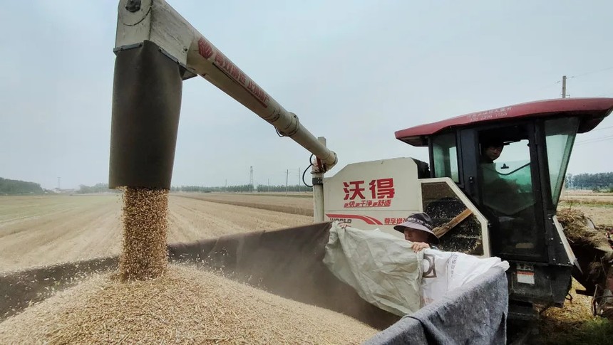 Mưa lớn làm gián đoạn việc trồng lúa mì ở một số khu vực của Trung Quốc