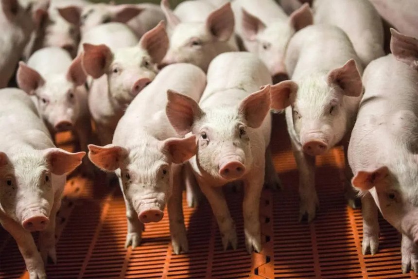 Giá thịt lợn giảm mạnh gây nguy cơ giảm phát ở Trung Quốc