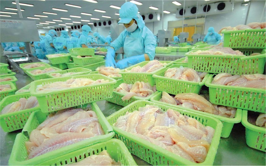 Giá bán cá tra chưa hồi phục như kỳ vọng, Nam Việt (ANV) ghi nhận lỗ hơn nửa tỷ đồng trong quý IV/2023