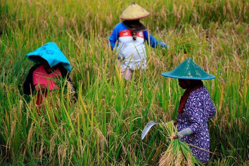 Người dân Indonesia chật vật với giá gạo cao kỷ lục