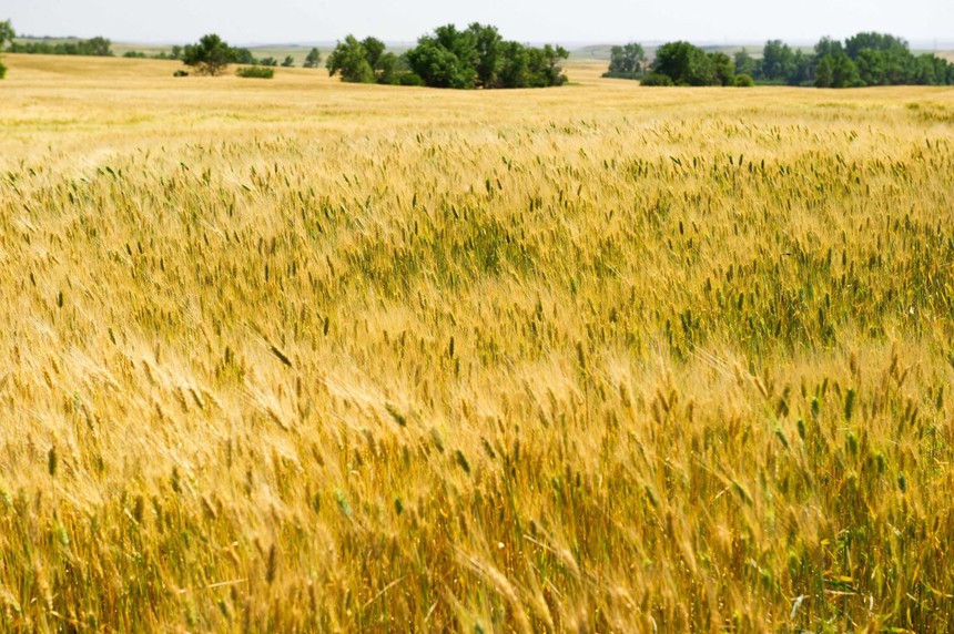 Trung Quốc mất hàng triệu tấn lúa mì ngay trước vụ thu hoạch, giá toàn cầu có nguy cơ bị ảnh hưởng