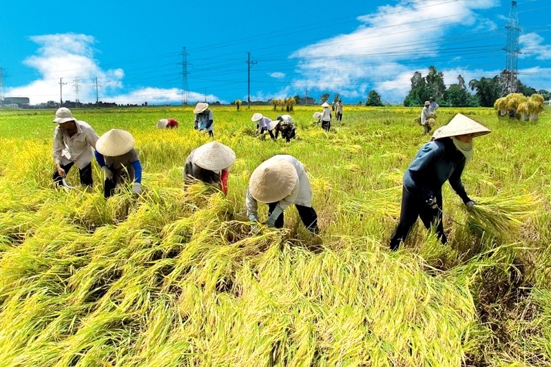 Sản lượng nông nghiệp bình quân trên mỗi lao động ở Việt Nam chỉ bằng một phần ba của In-đô-nê-xia và chưa bằng một nửa so với Thái Lan và Phi-líp-pin.