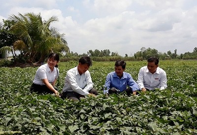 Người dân xã Thành Trung, huyện Bình Tân (Vĩnh Long) cùng cán bộ Agribank và cán bộ địa phương đánh giá hiệu quả của việc đầu tư trồng khoai lang để xuất khẩu.