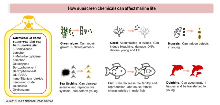 Kem chống nắng và tác động đến sinh vật biển