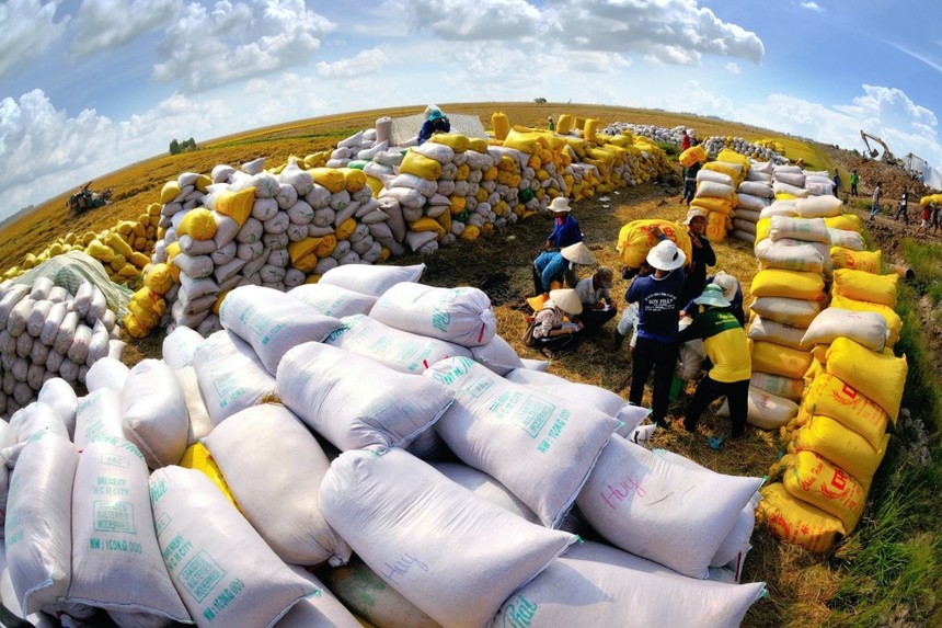 Theo đuổi xuất khẩu gạo sạch, Gạo Trung An cho biết sẽ hướng đến mục tiêu chiếm 50% tổng kim ngạch xuất khẩu gạo sạch cả nước vào năm 2030.